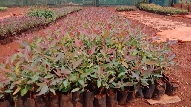 Nursery