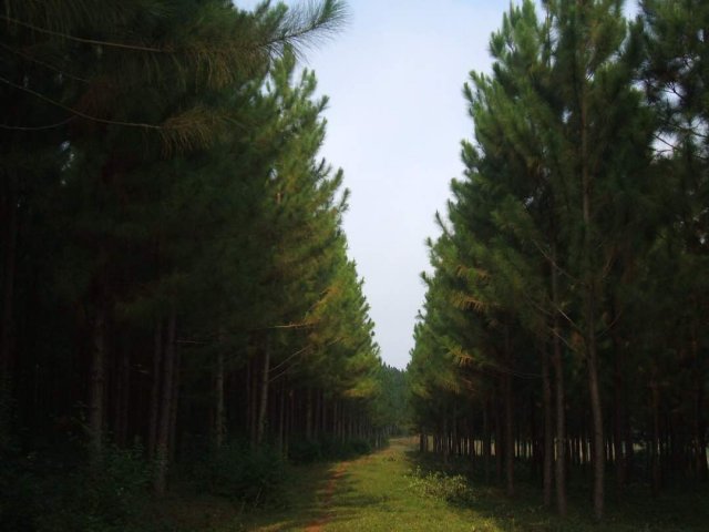 Nursery