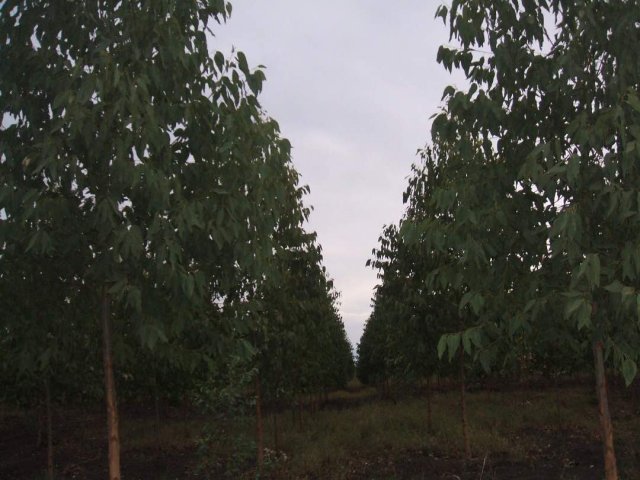 Nursery