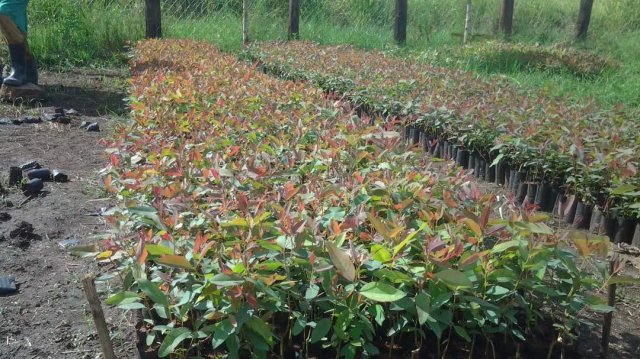 Nursery