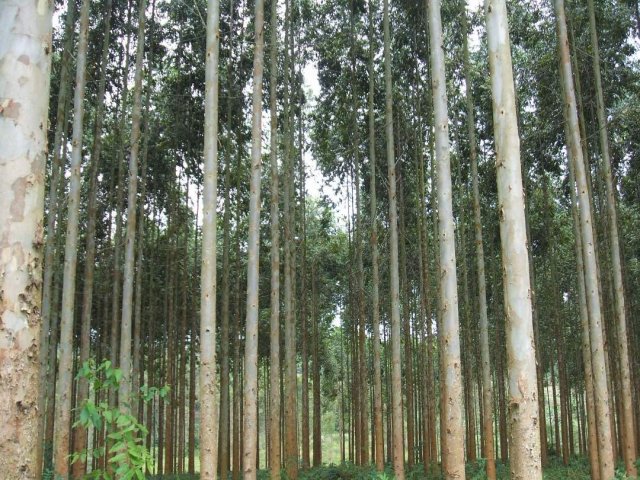 Nursery