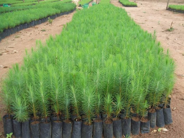 Nursery