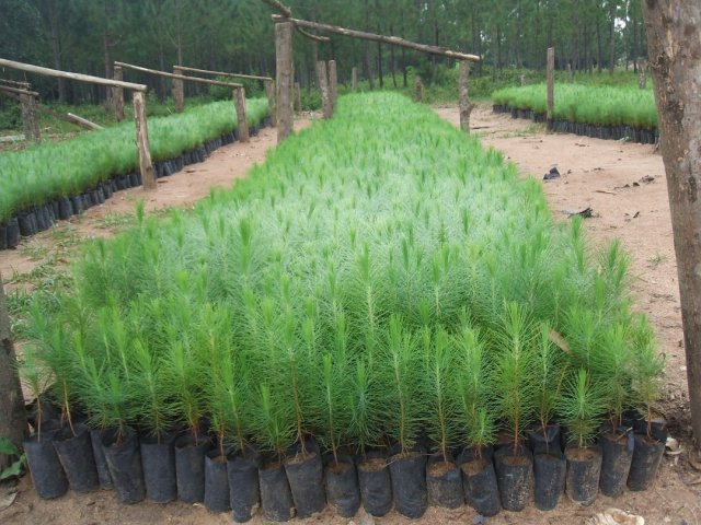 Nursery