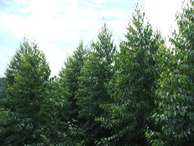 Nursery