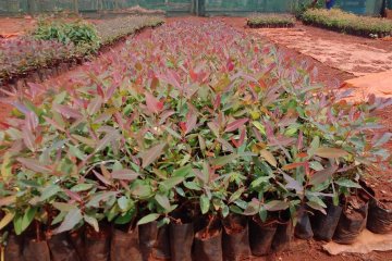 Nursery