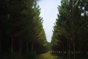 Nursery