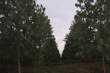 Nursery