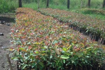 Nursery