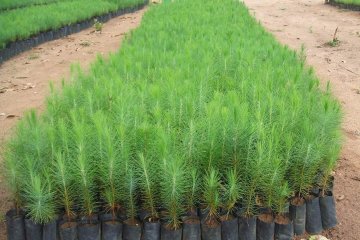 Nursery