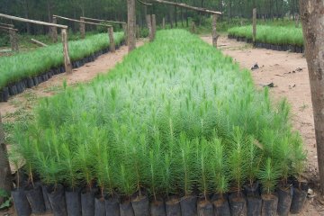 Nursery